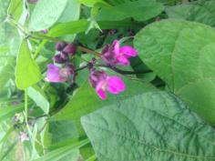 Amethyst Beans- they are purple string beans with gorgeous purple blossoms