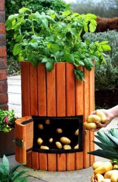 minnesotaequestrian:    Growing Potatoes in a Barrel! (click photo for instructions) Such a nice idea especially if you don’t have a ton of space!    GOOD ARTICLE!!
