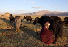 Tajikistan- A woman milking a cow to supplement  the family diet