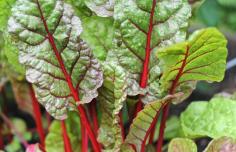 What to plant now for a fall vegetable garden - A Way To Garden