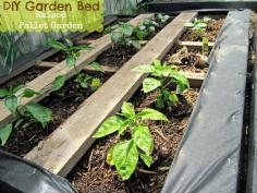 DIY Pallet Garden; How to make Raised Wood Pallet Garden Bed