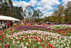 A dazzling display of spring flowers at Floriade, Canberra. Image by Manfred Gottschalk / Lonely Planet Images / Getty Images  www.lonelyplanet....