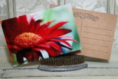 Giant Red Gerber Daisy Daisies Flower Love Anniversary Wedding Family Friends Handcrafted Photo Art Photography Postcard Post Card