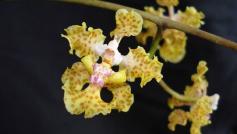Stunning new orchid species discovered #garden #orchid #flowers