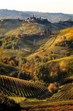 * Vineyards, Tuscany, Italy  [looks like the Lange in the Piemonte to me]