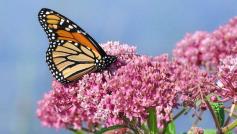 The beautiful reason you should plant milkweed: It may take a grassroots gardening effort to bring migrating monarch butterfly populations back from the brink of danger. #milkweed #monarch #butterfly #insects