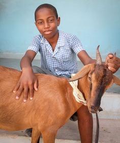 Livestock 2012 - Star of Hope, Haiti