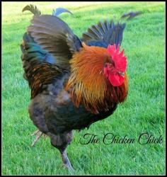 There are no flowers, no dinner and a movie, so how does a rooster impress the chicks? Some roosters don’t even bother trying, they’ll simpl...