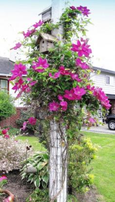 Pretty pink clematis climbing a post and then there are two bird houses. Love this clematis and birds, so I love bird houses too. Grow lots of clematis in my garden.