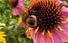 ​How Home Depot is helping bees