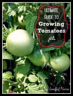 The Ultimate Guide to Growing Tomatoes ~ Lovely Greens | The Beauty of Country Living