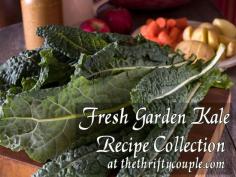 Kale is a garden growing favorite that is easy, rewarding and nutritious to boot! So how do you use your fresh garden kale?  Well, here's the guide to help you use it and not lose it!