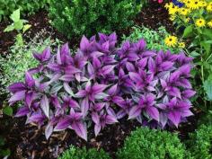 For lasting color in your garden, don't get hung up on flowers. Plants with brilliant foliage can add just as much impact for a much longer time. I saw a great example of this yesterday in a beauti...