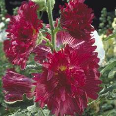 How to Prevent Hollyhock Rust: Organic Gardening