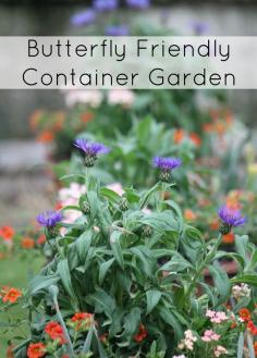 Attract Tons of Butterflies With These Container-Friendly Plants