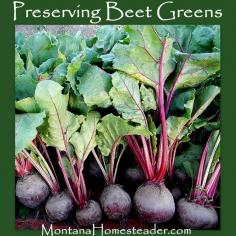 How to preserve beet greens.  Montana Homesteader