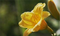Watch Growing Lilies and Daylilies in Your Garden in the Better Homes and Gardens Video