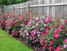 Caring for knockout roses.