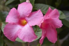 Getting a mandevilla plant to bloom in tropical regions relies upon plenty of water and adequate sunshine. In cooler climates, the plant may need a bit more babying. There are a few tricks you can try if there are no mandevilla flowers on your plant. Click here to learn more.