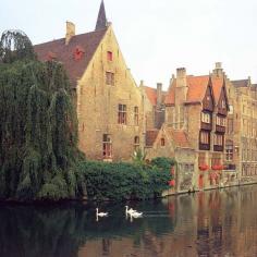 Swans in Brugges-Brugges, Belgium