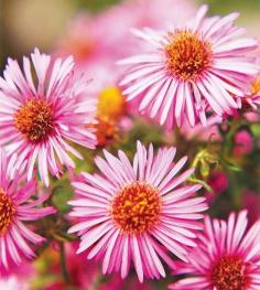 Fill your garden with these fall flowers perfect for fresh bouquets and late-season color.