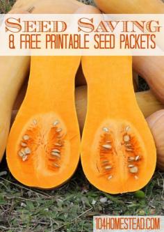 Seed Saving & FREE Printable Seed Packets | The 104 Homestead