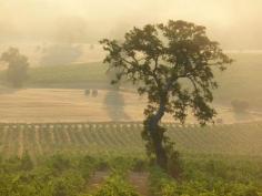 Genius Loci - A Luxury Country Inn - the Sagrantino vineyards with the lone oak - view from the Inn.