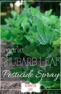 The Homestead Survival | Rhubarb Leaf Pesticide Spray | Homesteading and Gardening