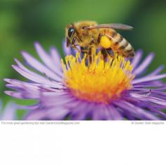 Bee-friendly yard Use this info to draw in these beneficial pollinators and encourage them to stay. And don’t forget to grow bee-favorite flowers, such as:  •Agastache (Agastache spp. and hybrids) •Aster (Aster spp. and hybrids) (in photo at left) •Borage (Borago officinalis) •Cosmos (Cosmos spp. and hybrids) •Sunflower (Helianthus spp. and hybrids)