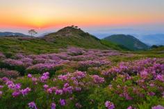 Fields of Royal Azaleas on Mt. Hwangmaesan in South Korea during the Hapcheon Hwangmaesan Royal Azalea Festival