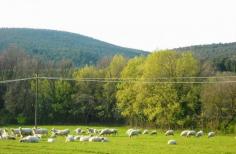 Say Cheese! Find out how sheep cheese is made in #Umbria #Italy.