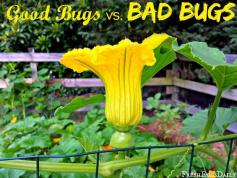 Fresh Eggs Daily®: Good Bugs vs. Bad Bugs: The Struggle between Good and Evil in the Garden