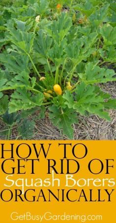 Squash borers might be the number one cause of death for squash plants in the garden and they sure are annoying! Learn the signs of squash borers in your garden and get tips for how to get rid of them organically. How to you control squash borers in your garden? | GetBusyGardening.com