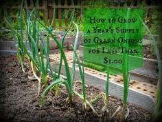 Greneaux Gardens: How to grow a year's supply of green onions for under $1
