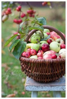 Apples by Cintamani, GreenMorning.pl, via Flickr