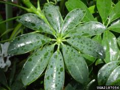 Schefflera plants are remarkably tolerant houseplants and do well in a variety of situations; however, they are also prey to insect pests. Sticky Schefflera leaves are likely a symptom of some hitchhiking bugs that are sucking the life out of your prized plant.