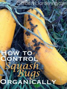 I'm fighting squash bugs in the community garden. If you're in the same boat as I am, here's how to control squash bugs organically. | GetBusyGardening.com