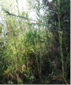 The Growing and Utilizing of Bamboo