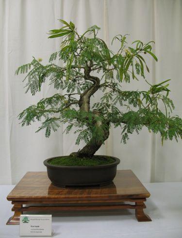 0. Tropical Mimosa bonsai, leucaena bonsai How To. 