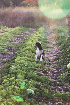 sonoma broadway farms