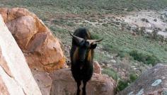 #goatvet likes this photo of an Australian Rangeland (or feral) goat.
