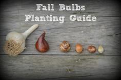 Fall Bulbs Planting Guide