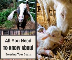 About Breeding Goats