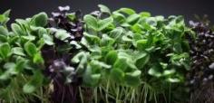 Microgreens: What they are and how to use them