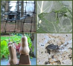 fall pest patrol: work now to foil deer, cabbage worms, viburnum beetle, squash bugs, voles