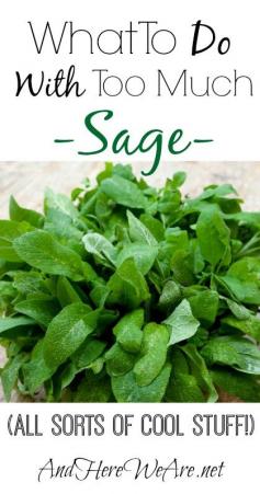 What To Do With Sage | And Here We Are...  Have more sage than you can handle?  This awesome herb is the foundation of some great drinks, medicines and dishes.  Don't let it go to waste! #sage #herbs #wildcrafting