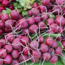 Vegetables to Plant in September