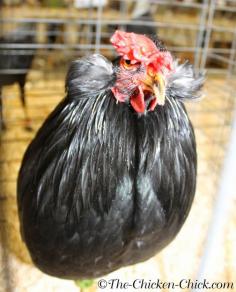 Araucana, Ameraucana or Easter Egger (Olive Egger,Rainbow Layer): What's the difference?
