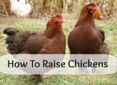 How to raise chickens - Podcast!