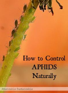 They'll take over your garden if you let 'em. | Got bugs? It's time for a little aphid control with a two-pronged approach. You need to control the aphids AND the ants.